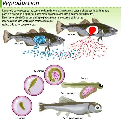 U.E.P.I. Biología: Características de los seres vivos