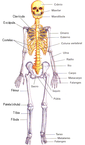 UFPA Med C 2010: Apostila de Osteologia