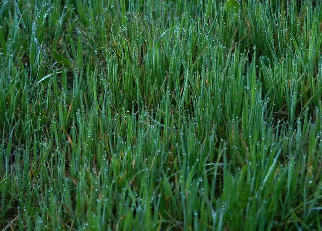 Últimos días del invierno - Texturas naturales - Gotas de rocio ...