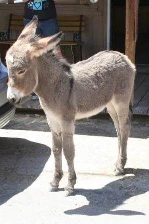 Um burro bebé! Estes mais pequenos tinham autocolantes na testa ...