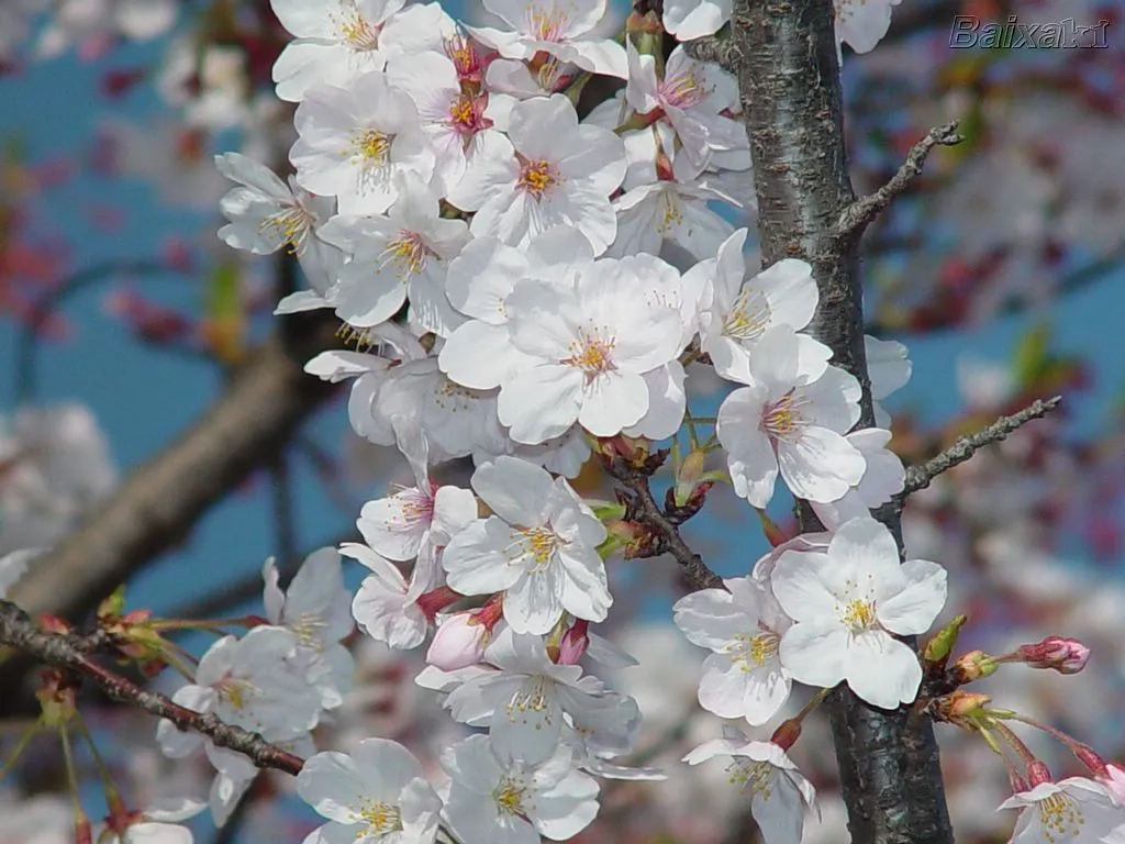 Um Fabuloso Destino: Muita Sakura e de todas as cores...