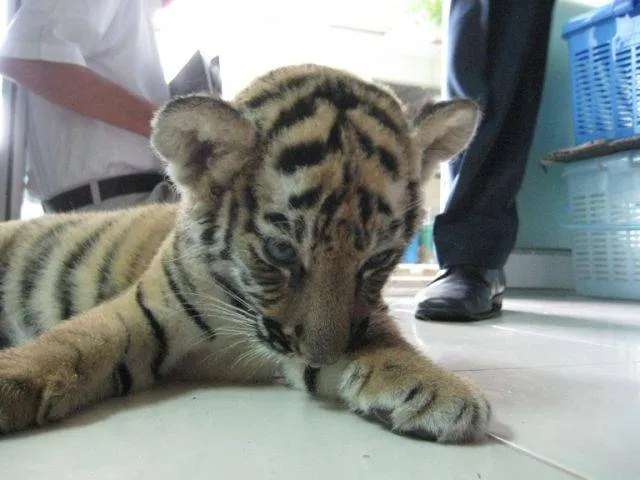 um tigre bebe de apenas dois meses foi descoberto na bagagem de uma ...