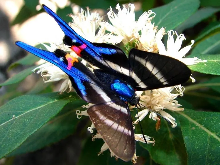 Uma rara borboleta azul Foto de Tiago Monteiro e Silva - Olhares.