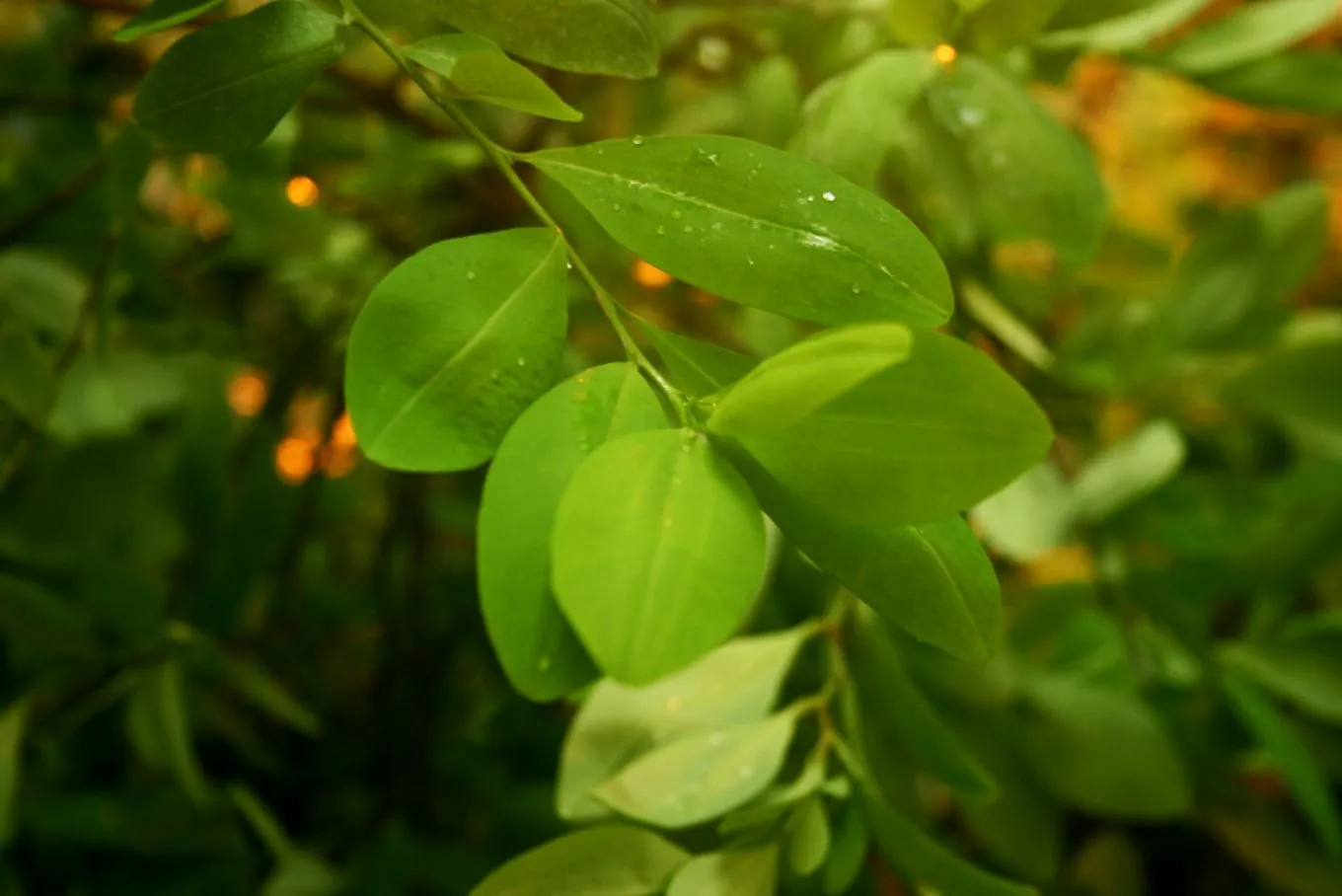 Uña de gato, mate de coca, quinua, copaiba, sacha inchi ...