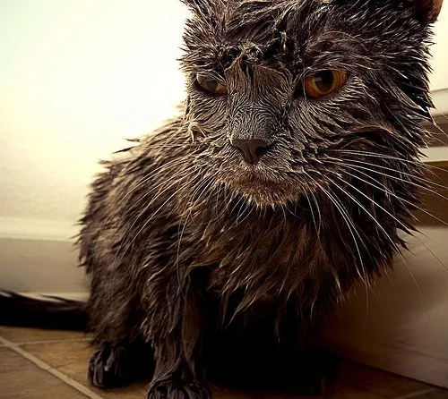 El undécimo mandamiento: No mojarás a tu gato | Tejiendo el mundo