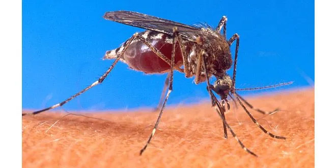 Understanding and Controlling Mosquitoes