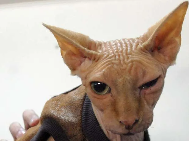 Único gato calvo de Chile se exhibe en show felino - Terra Chile