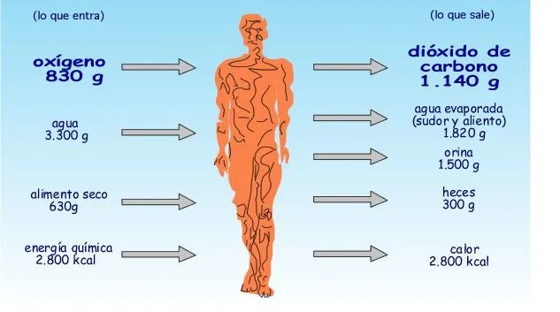 Unidad 1 | Anatomia Fisiologica AM University