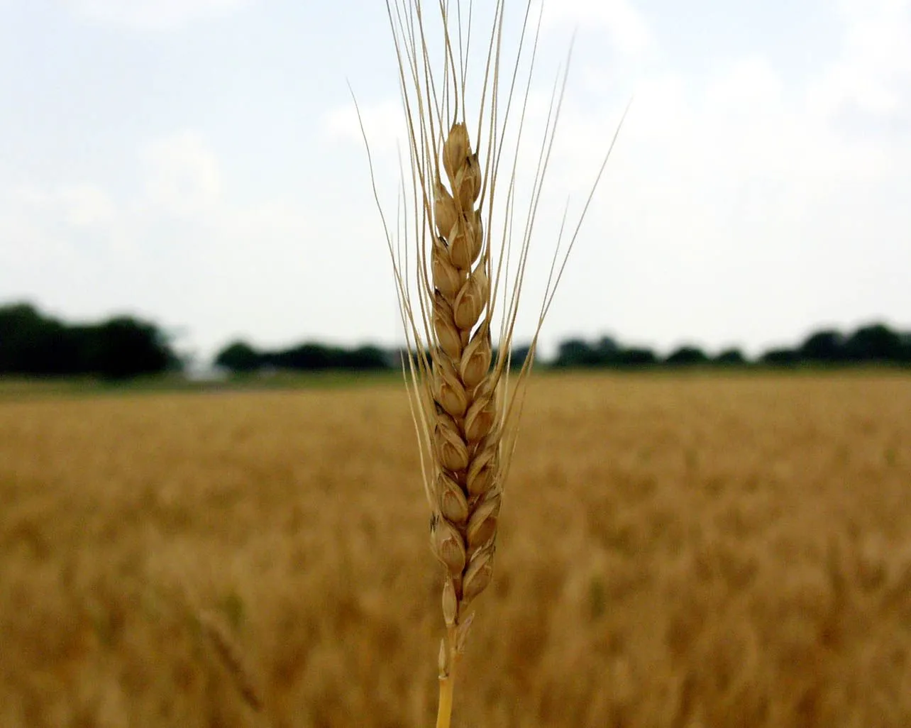 Unión de Pequeños Agricultores y Ganaderos de Avila: julio 2010