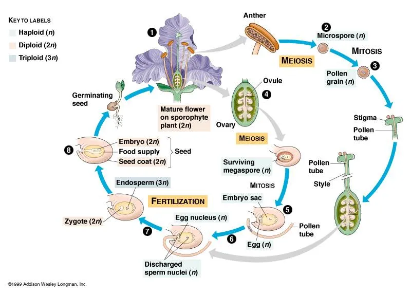 Universo Botánico: Ciclo reproductivo de las plantas