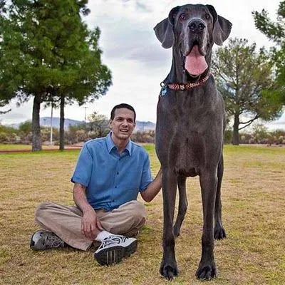 El Universo Canino - Metropolis Canina - El Mundo De Los Perros ...