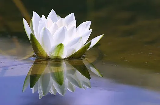 El universo en una gota de rocío: Flor de loto