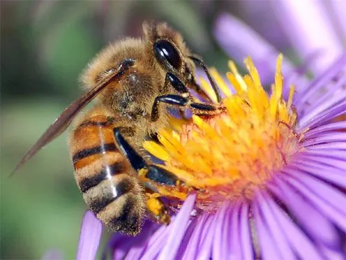 UNIVERSO HUMANO: LA EXTINCIÓN DE LAS ABEJAS