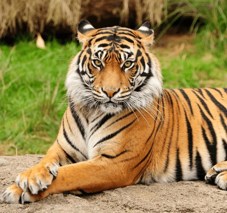 Tigre de Bengala - Wiki Reino Animalia