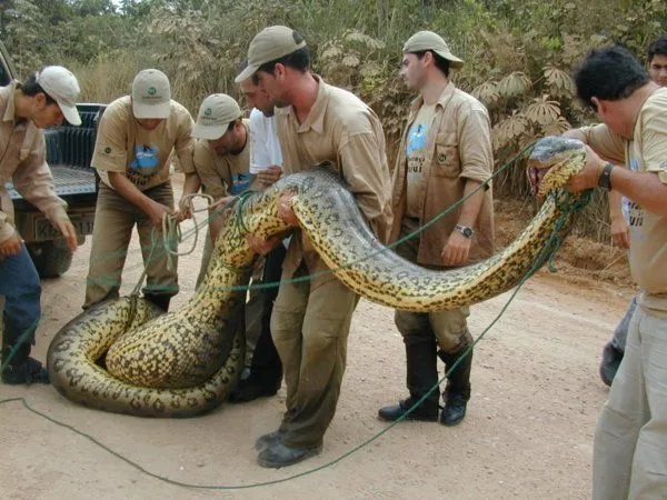 Universo Oitavo Ato: Mundo Animal