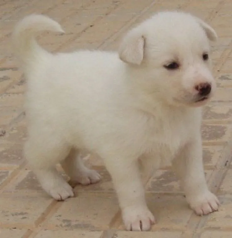 URGENTE! 11 cachorros de Husky Siberiano de mes y medio | Cuidar ...