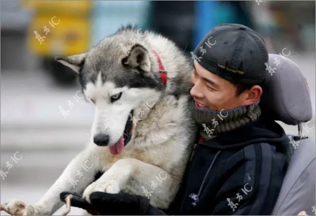 Usando a perros siberianos como medio de transporte en China | Humor ...