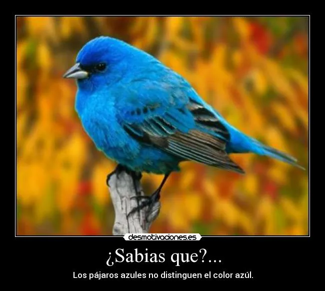 Imagenes de pajaros azules - Imagui