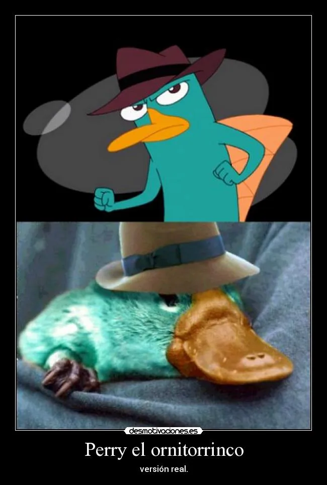 Usuario: perry......!!!!! | Desmotivaciones