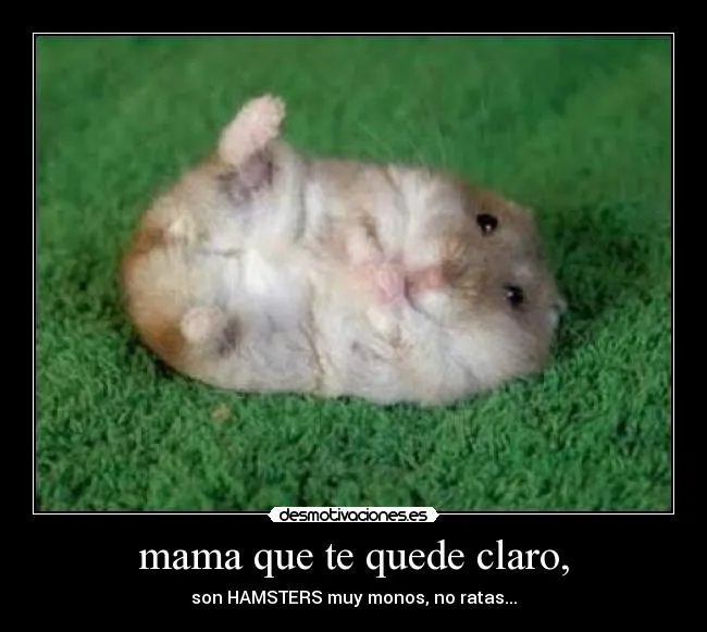 Fotos de hamsters monos - Imagui