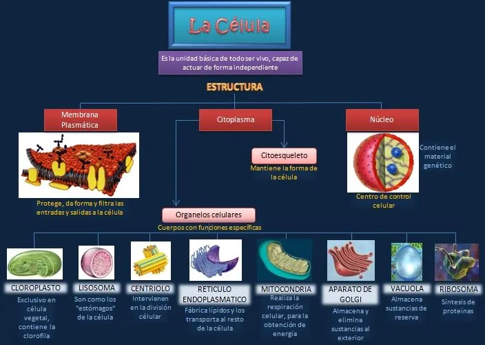 Por Qué es Bueno Utilizar Esquemas al Estudiar? | TECNICAS PARA ...