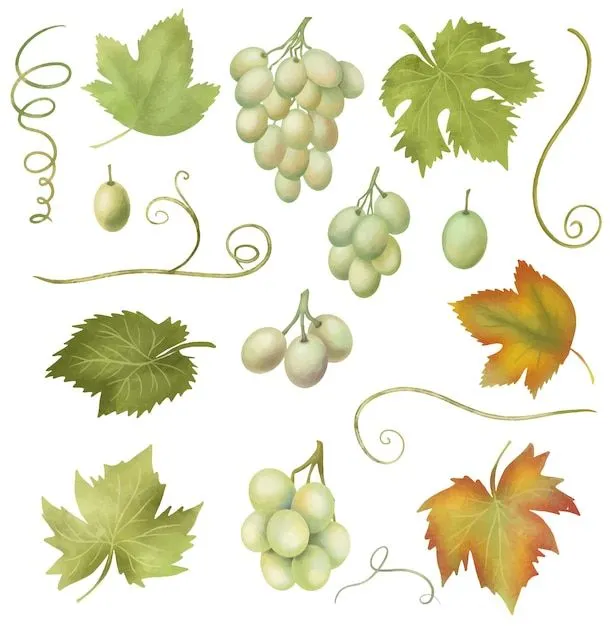 Uvas blancas y hojas de parra clipart dibujado a mano ilustración aislada  sobre fondo blanco | Vector Premium