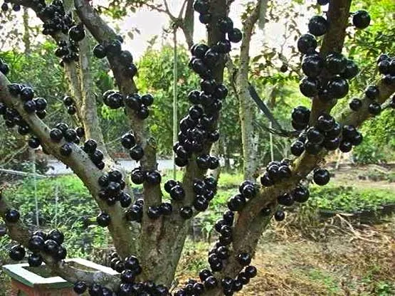 UVAS QUE CRECEN EN EL TRONCO Y LAS RAMAS DEL ARBOL | Sociedad de ...