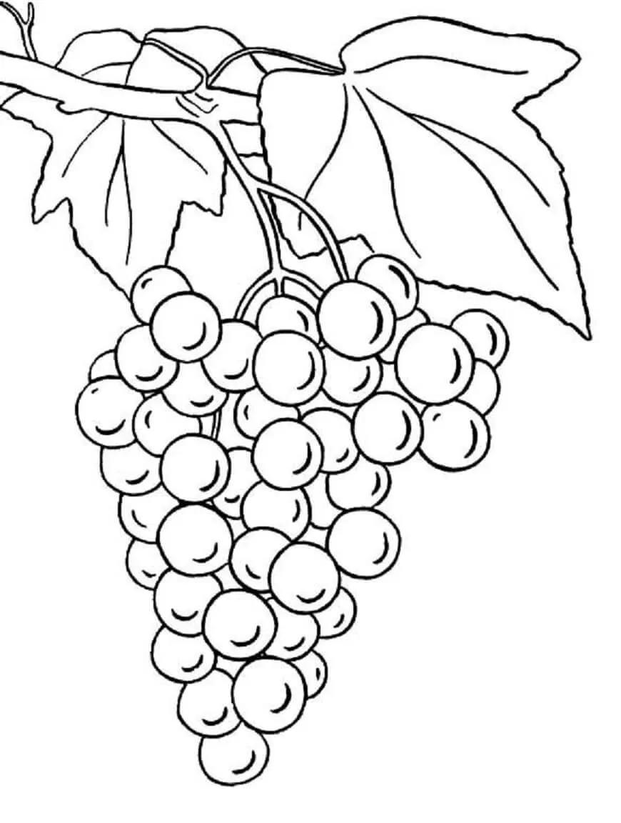 Uvas con Hojas para colorear, imprimir e dibujar –ColoringOnly.Com