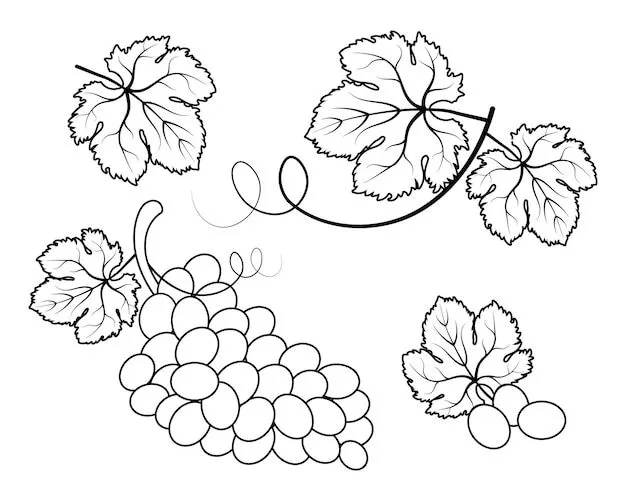 Uvas y hojas de parra, un conjunto de dibujos lineales. bosquejo, vector |  Vector Premium