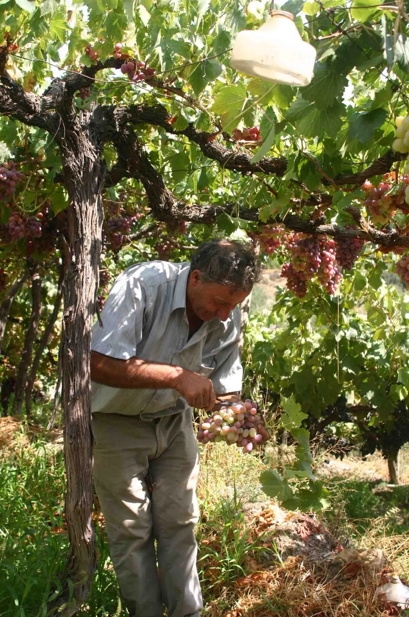 uvas | Noticias de Dalías