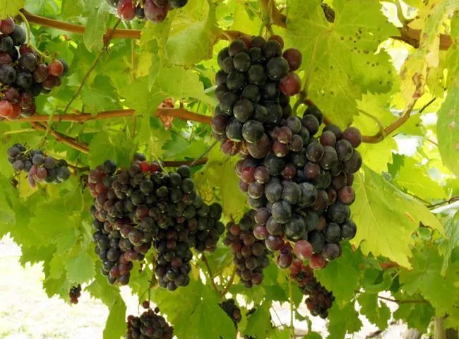 Las uvas tintas que se cultivan en España