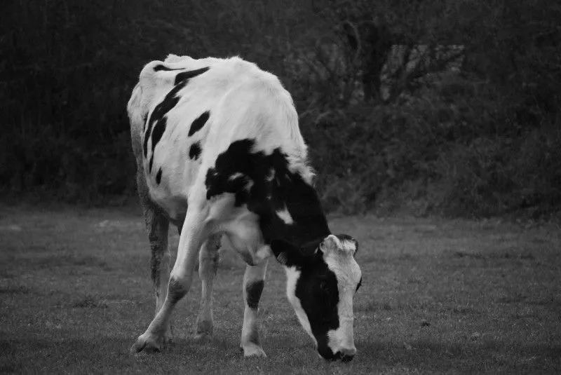 Vaca con blanco y negro - Imagui