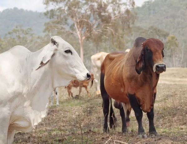 vaca brahman blanco gris con toro brahman rojo Cebú marrón — Foto ...