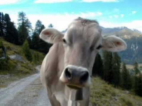 LA VACA CHISTOSA** - YouTube