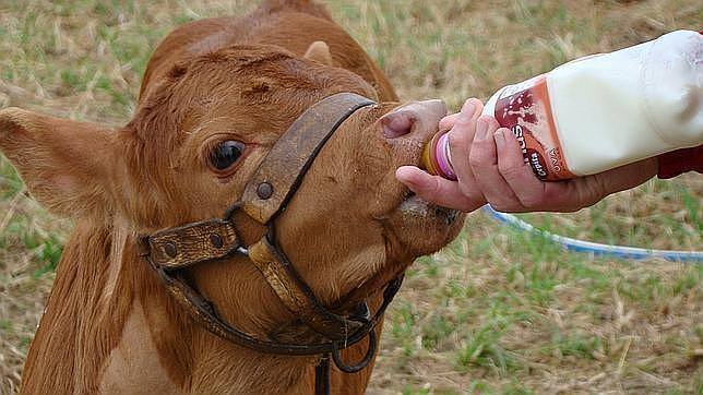 Una vaca clonada comienza a dar leche similar a la materna - ABC.es
