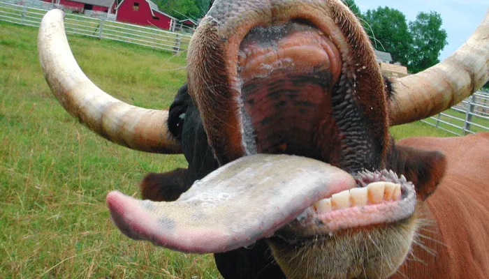 De la vaca loca al canibalismo | Quilo de Ciencia