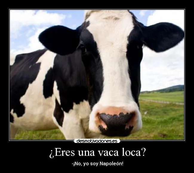 Eres una vaca loca? | Desmotivaciones