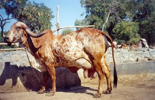 Vaca_Gyr_en_la_India.jpg