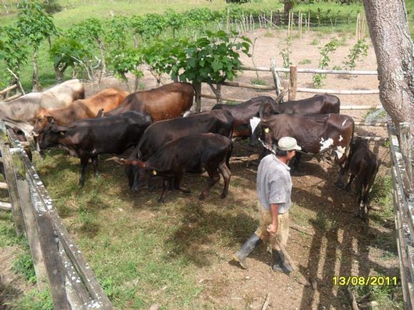 vacanas - ganaderia meztiza de leche - engormix