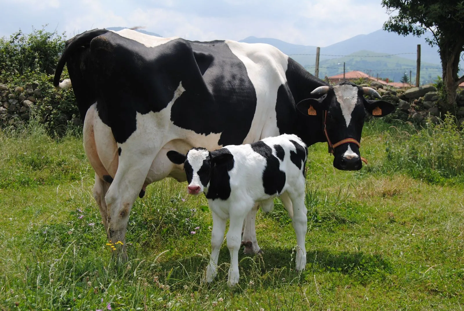 Vacas +10 si te comerias alguna! - Taringa!