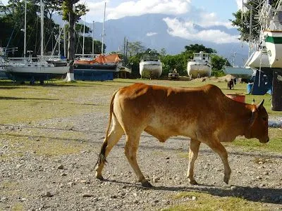 Entre vacas andamos en el varadero //