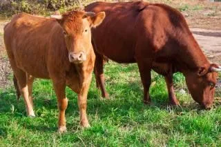 vacas animales | Descargar Fotos gratis