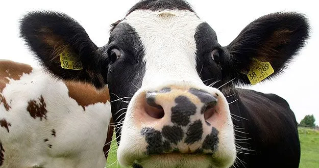 Cómo las vacas conquistaron el mundo (y de qué manera podrían ...