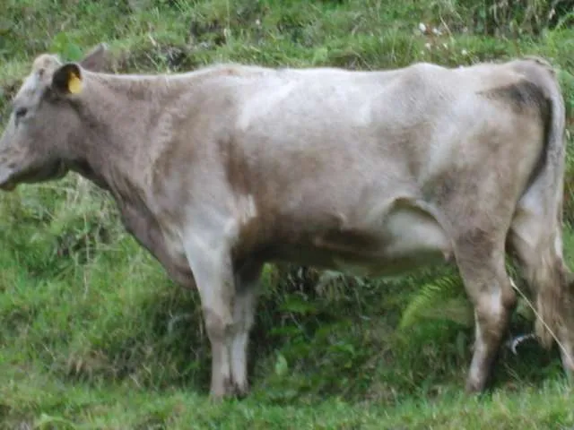 Vacas gyr y girolando ubicadas en padua tolima - Fresno, Colombia ...