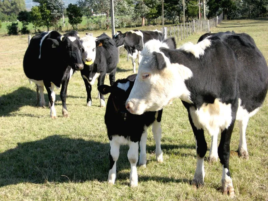 Vacas Lecheras(Holandesas) De Casa Grande.