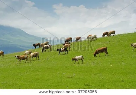 Vacas pastando en el campo verde Fotos stock e Imágenes stock ...