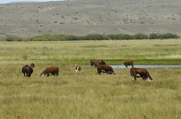 Vacas pastando - Fotos de Sarmiento - Archivo wa-4853