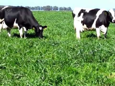 Vacas pastando - YouTube