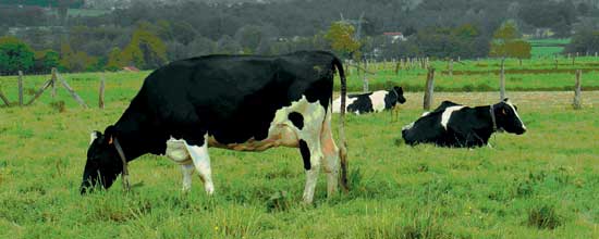 Por qué las vacas producen leche? | historiasveterinarias/vetstories