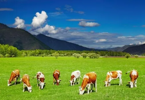 Vacas_pastando_muralesyvinilos ...